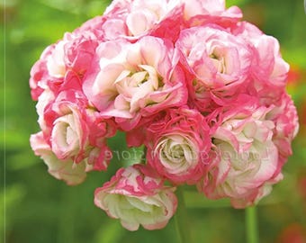 Geranio ‘Apple Blossom Rosebud’ – Flor ornamental de jardín Pelargonium 10 semillas