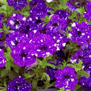 May include: Close-up of vibrant purple petunia flowers with white speckles, resembling a starry night sky. The flowers have a dark centre and are surrounded by green foliage. A beautiful floral arrangement.