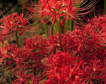 Lycoris Red Spider Lily – Fresh Amaryllis Lycoris Radiata for Garden & Potted Plants 10 Bulbs