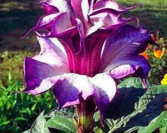 Purple Moonflower | Night Blooming Flower Vine | Garden & Home Decoration Plant 20  Seeds
