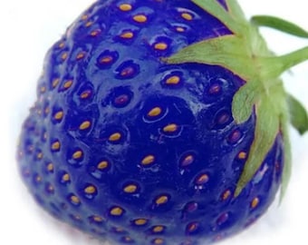 African Blue Strawberry Rare Strawberry Fruit Garden Plant 100 Seeds