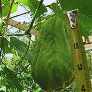 May include: A green chayote squash hanging from a vine, with a yellow tape measure showing it is approximately 13 cm long. The squash has a textured surface and is surrounded by green leaves.