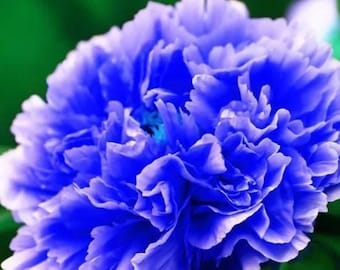 Double Light Blue Tree Peony Rare Noble Peony Flower Garden Plant 5 Seeds