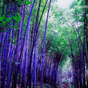 Bambu Gigante Roxo (Variedade Tradicional) – Bambu Ornamental para Jardins e Paisagismo – 30 Sementes