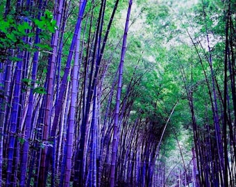 Purple Giant Bamboo (Heirloom) – Ornamental Growing Bamboo for Garden & Landscaping 30 Seeds