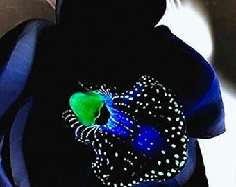 Black Orchid Flower (Rare Exotic Orchid) Ornamental Home Garden Planting 100 Seeds