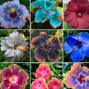 Può includere: Una collezione di vibranti fiori di ibisco in vari colori, tra cui blu, rosso, rosa e viola. Ogni fiore ha un motivo di petali unico e uno stame prominente. L'immagine mostra la diversità delle fioriture di ibisco.