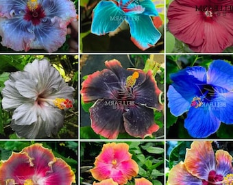 Hibiscus Rosa-sinensis – Bonsai Big Blooms Mixed Color  Garden Plant 20 Seeds