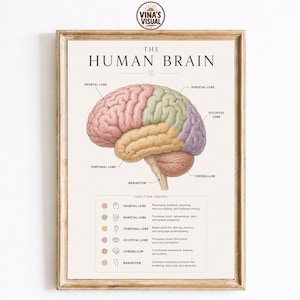 Human Brain Anatomy Poster, Brain Diagram Print, Neuroanatomy Chart, Medical Education Wall Art