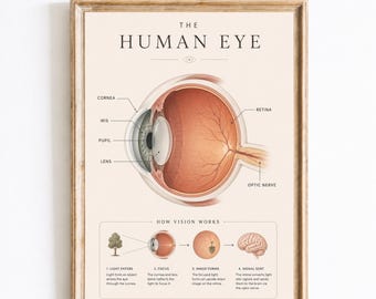 Human Eye Anatomy Poster, Eye Diagram Print, Vision Education Chart, Ophthalmology Wall Art