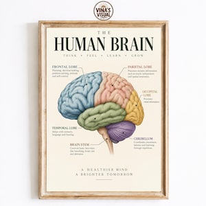 May include: A framed educational poster titled THE HUMAN BRAIN with the subtitle THINK FEEL LEARN GROW. It features a multi-colored anatomical illustration of the brain with labels for the frontal, parietal, occipital, and temporal lobes, cerebellum, and brain stem, plus the text A HEALTHIER MIND A BRIGHTER TOMORROW.