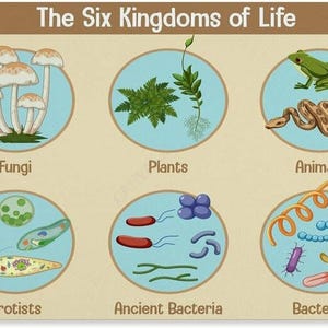 May include: An educational poster titled The Six Kingdoms of Life, featuring six circular illustrations depicting Fungi, Plants, Animals, Protists, Ancient Bacteria, and Bacteria. Each section contains colorful drawings of organisms representing these biological classifications.