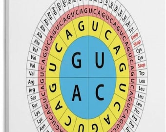 RNA Codon Wheel Poster, Genetic Code Chart, Biology Study Guide, Genetics Educational Wall Art Print