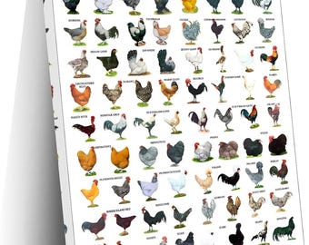 Póster de razas de pollos, tabla de identificación de aves de corral, lámina decorativa para la pared del gallinero.