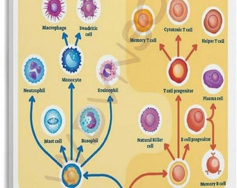 Immune System Cells Poster, Immunology Medical Chart Wall Art, Biology Educational Classroom Decor Print
