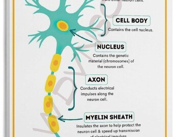 Parts of a Neuron Poster, Nervous System Anatomy Chart, Neuroscience Educational Wall Art, Biology Classroom Print