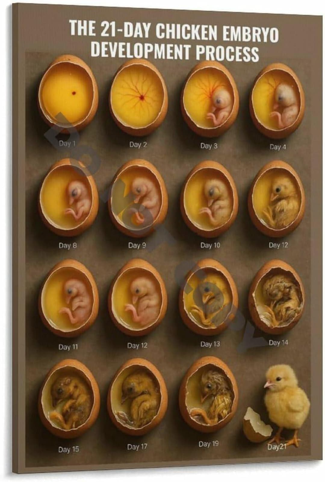 21-day Chicken Embryo Development Poster: Incubation Science Chart ...