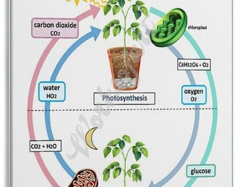 Cellular Respiration and Photosynthesis Poster, Biology Science Chart, Educational Classroom Wall Art Decor