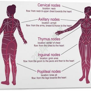 May include: A medical educational chart on a white background showing two human silhouettes in dark purple. The diagram illustrates the lymphatic system with labeled nodes including cervical, axillary, thymus, inguinal, and popliteal, with arrows indicating drainage flow and a key.