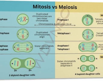 Mitosis vs Meiosis Poster, Cell Division Biology Chart, Genetics Science Classroom Wall Art, Educational Study Guide Print