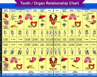 Tooth Organ Relationship Chart Poster, Holistic Dental Meridian Guide, Acupuncture Wellness Wall Art Print