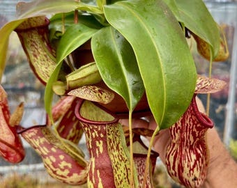 Rare Nepenthes Gaya Pitcher Plant, Tropical Carnivorous Hanging Plant in 6 Inch Basket, Exotic Monkey Cup Houseplant, Jungle Plant Decor