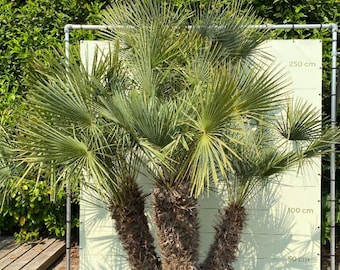 Large European Fan Palm Live Plant | Chamaerops Humilis in 3 Gallon Pot | Fully Rooted Hardy Tropical Palm | Patio & Landscape Garden Decor