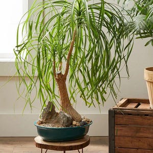 May include: A ponytail palm plant in a teal ceramic pot, set on a small wooden stand with metal legs. The plant has long, flowing green leaves and a bulbous trunk. The stand is made of a natural wood slice.