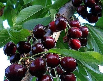 2 Live Black Cherry Trees | Sweet Mountain Cherry Fruit Trees | Ready to Plant Backyard Orchard Trees | Hardy Edible Fruit Plants