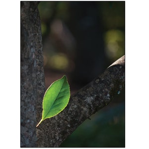 Fülle von einem grünen Blatt, Grußkarte