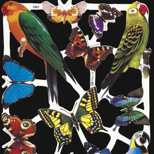 Mamelok English Embossed Vintage Style Scrap Die Cut - Papageien, Vögel, Schmetterlinge BOLD COLOURS 1961