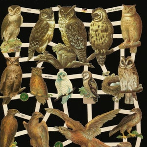 Troqueles de estilo antiguo en relieve alemán: aves rapaces, búhos, halcones y más EF7333