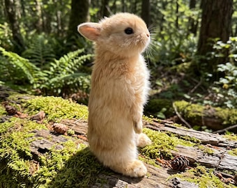 Coelho marrom taxidermizado, espécime de corpo inteiro em pé, decoração rústica com toque campestre.
