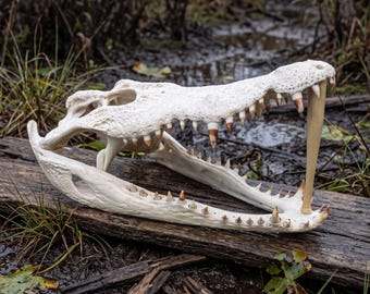 Esemplare autentico di cranio di alligatore, esemplare di osteologia naturale, strumento didattico per lo studio delle ossa animali, decorazione unica per la scrivania, curiosità ispirata alla natura.