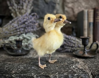 Bicephalic Yellow Duckling & Two-Headed Fowl | Miniature Standing Figure | Alternative Mothers Day Art | Decorations