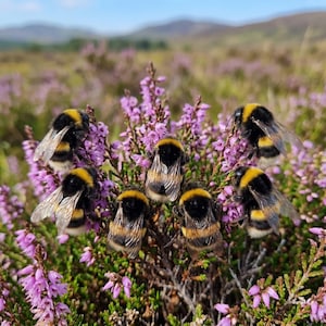 Op de afbeelding: Een groep hommels, met zwart-gele strepen, zit op een struik met paarse heide. De achtergrond toont een vage landschap van groene en paarse tinten onder een blauwe lucht, wat een natuurlijke buitenscène creëert.
