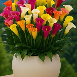 Puede incluir: Un vibrante ramo de calas en una maceta color crema. Las flores muestran un espectro de colores, incluyendo amarillo, naranja, rosa y rojo. Los tallos y hojas verdes contrastan con las coloridas flores. La maceta es redonda y está sobre una superficie de madera.