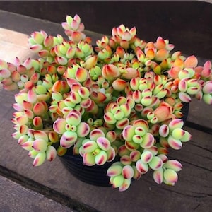 May include: A potted succulent plant featuring dense clusters of rounded, fleshy leaves. The foliage displays a gradient of colors, transitioning from pale lime green at the base to vibrant pink and orange hues at the pointed tips of each leaf.