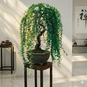 May include: A bonsai tree with cascading green foliage in a square, dark gray pot. The tree sits on a small, dark wooden stand. The background includes a minimalist interior with a painting and a small table with a tea set.