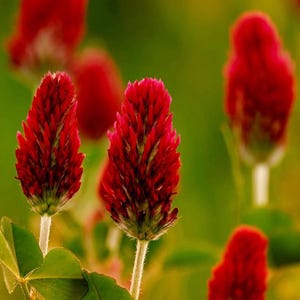 Crimson Clover Cover Crop Samen Non GMO Heirloom-Klee-Samen Boden-Generator-Bestäuber-freundliche Gartenpflanzen
