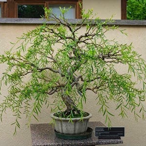 Drachen-Trauerweide Bonsai-Baum schneiden, Live Willow-Starterpflanze mit dickem Stamm, schnell wachsende Bonsai für den Innen- und Außenbereich