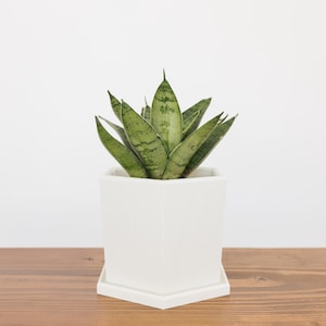 May include: A potted snake plant with green and gray striped leaves. The plant sits in a square white ceramic pot with a matching saucer. The pot is on a wooden surface against a white background.