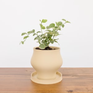 May include: A beige ceramic planter with a matching saucer holds a small houseplant. The plant has green and white variegated leaves. The planter has a rounded shape and sits on a wooden surface against a white background.