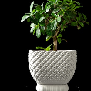 May include: A small green leafy plant potted in a white ceramic planter. The planter features a textured, repeating dimpled pattern on its main body and sits upon a smooth, rounded, ribbed base, creating a distinct contrast against the black background.