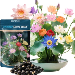 May include: A dark blue packet labeled 30 MIXED LOTUS SEEDS with an image of colorful lotus flowers, next to a shallow light green bowl containing various blooming lotus flowers in shades of pink, blue, white, orange, and red, with black seeds.