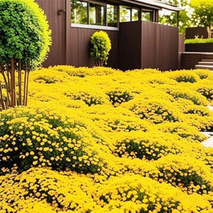 May include: A vibrant outdoor scene featuring a lush expanse of yellow flowers, creating a carpet-like effect. Green, manicured shrubs and trees are interspersed, with a modern brown building in the background. The scene evokes a sense of natural beauty and tranquility.