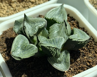 Haworthia 'Urahannya' Seed-Grown - Live plant