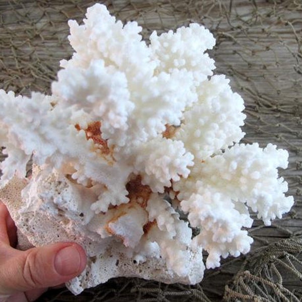 Brown Stem Coral - Nautical Decor,  Display, Aquarium