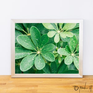 Thailand bladeren, afdrukbare kunst, groene muur kunst, sappige fotografie, reisfotografie, galerij muur, ingenieur print, digitale download