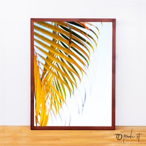 Mexico palmblad, fotografie print, palmboom, palmblad kunst aan de muur, reisfotografie, galerij muur, ingenieur print, digitale download